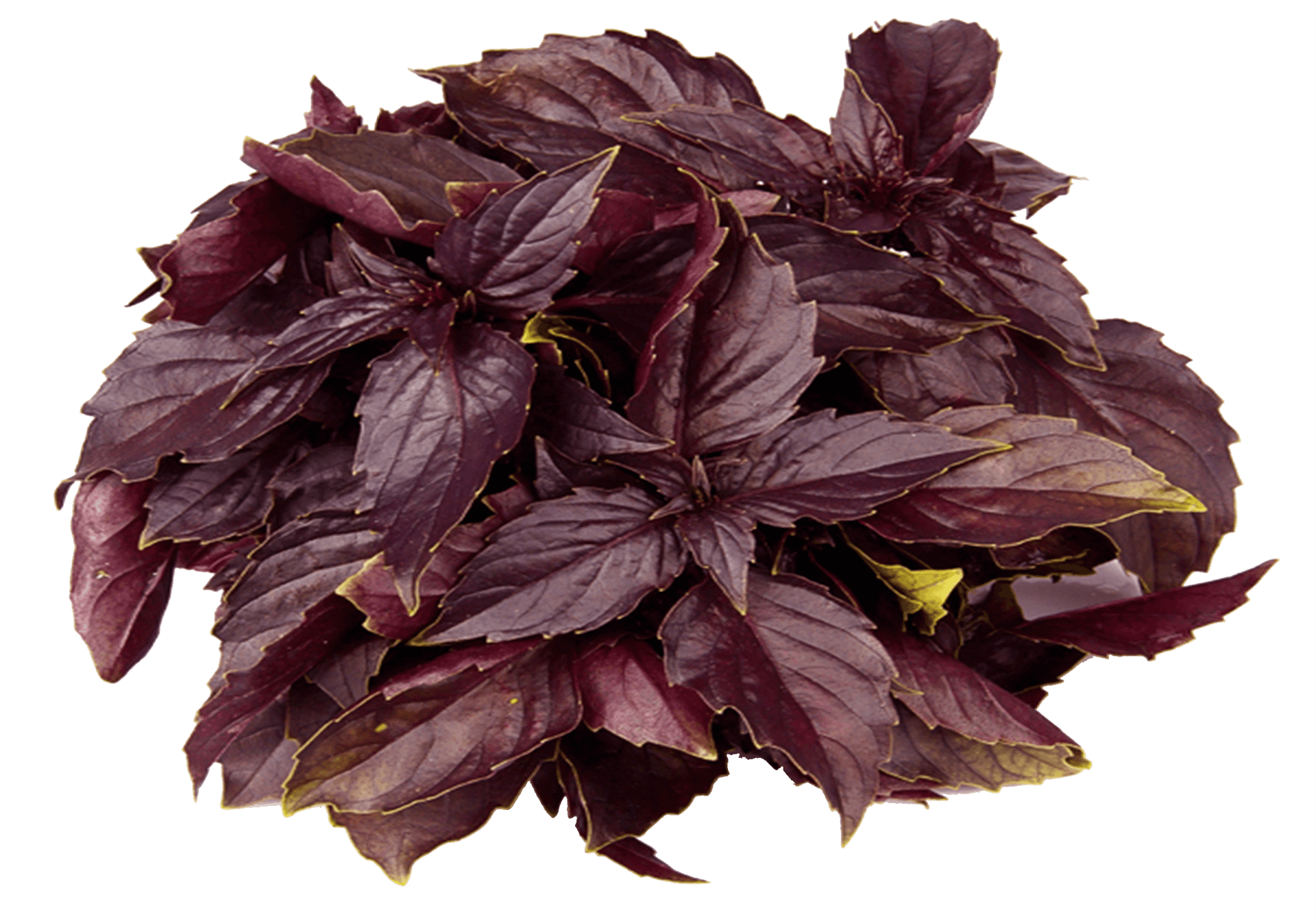 Purple Basil Leaves Cluster.png PNG