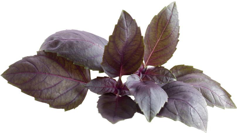 Purple Basil Leaves.png PNG