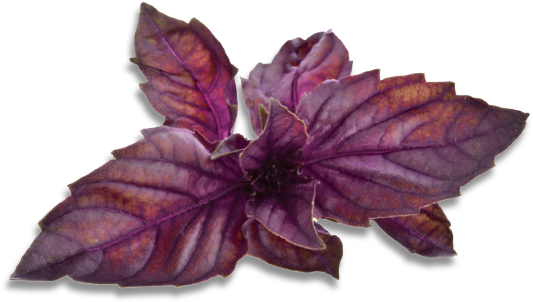 Purple Basil Leaves.png PNG