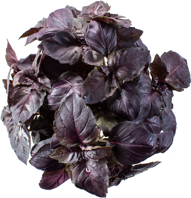 Purple Basil Plant Top View PNG