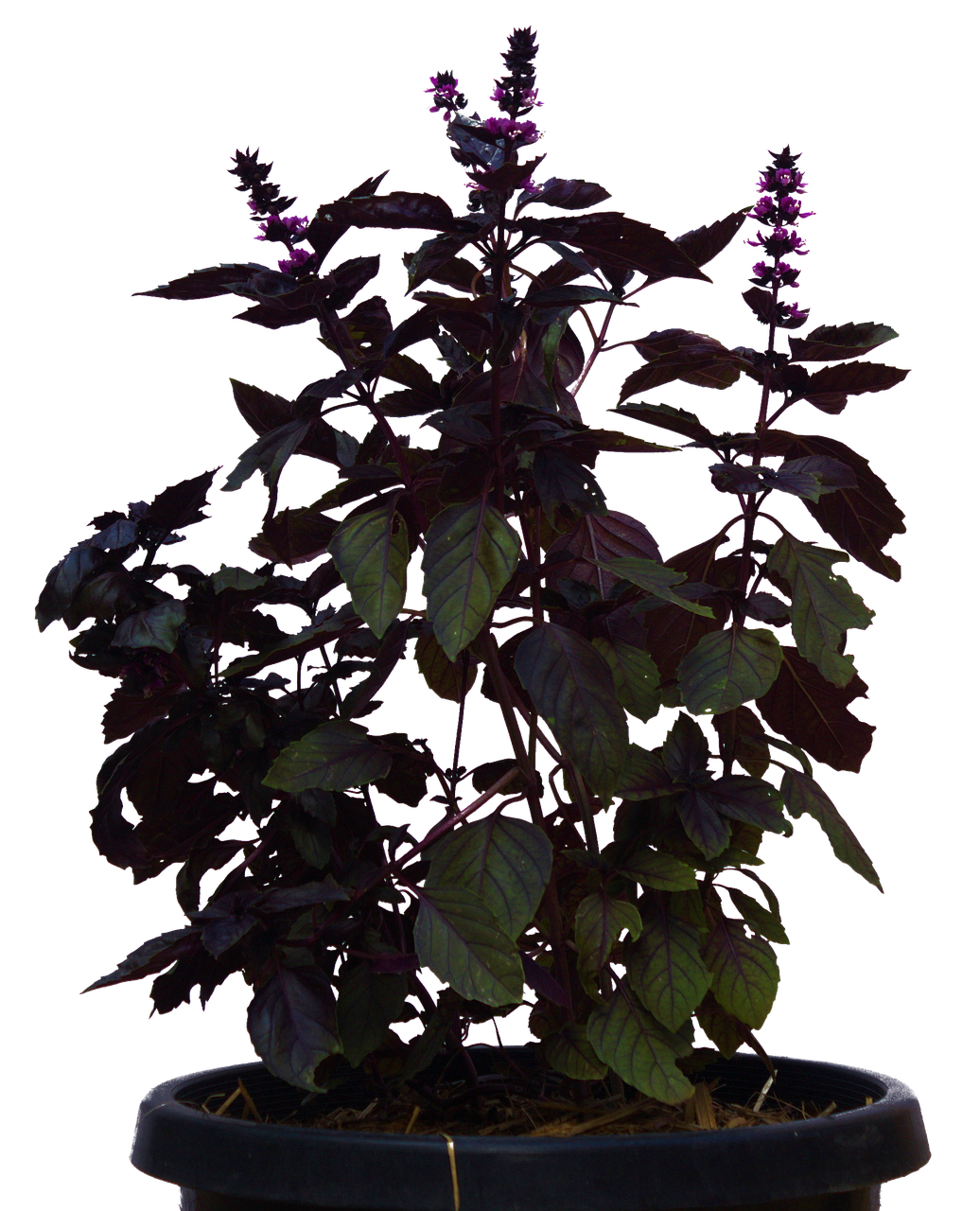 Purple Basil Plantin Pot PNG