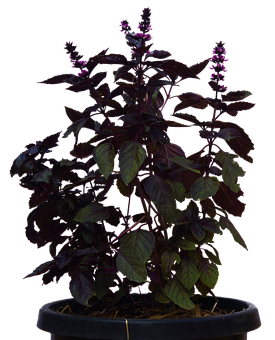 Purple Basil Plantin Pot PNG