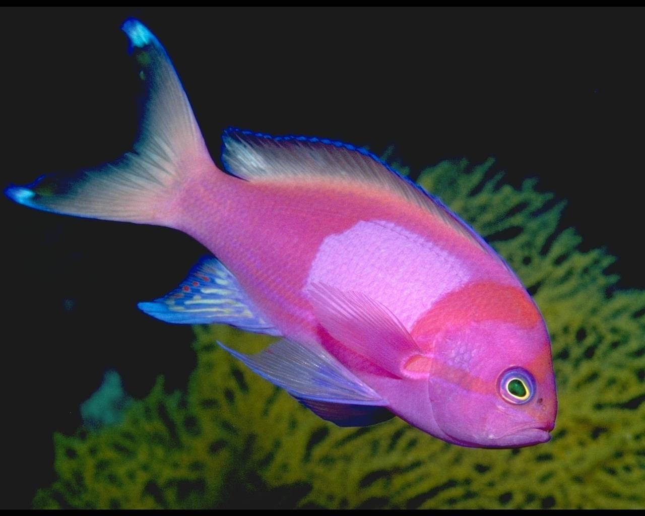 Purple Beautiful Fish