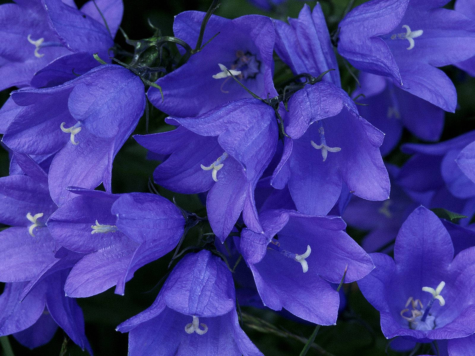 Purple Beautiful Flower Picture
