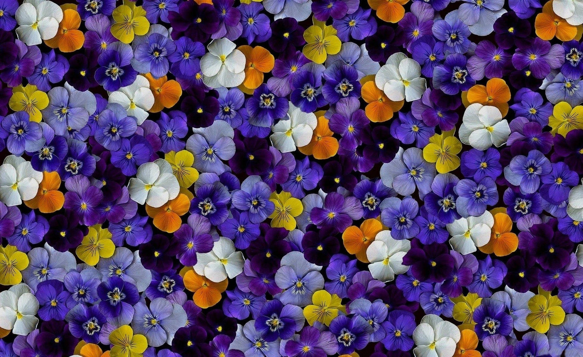 Purple Beautiful Pansy Garden Bloom Wallpaper