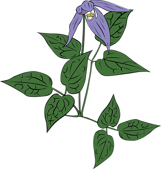 Purple Bell Flower Illustration PNG
