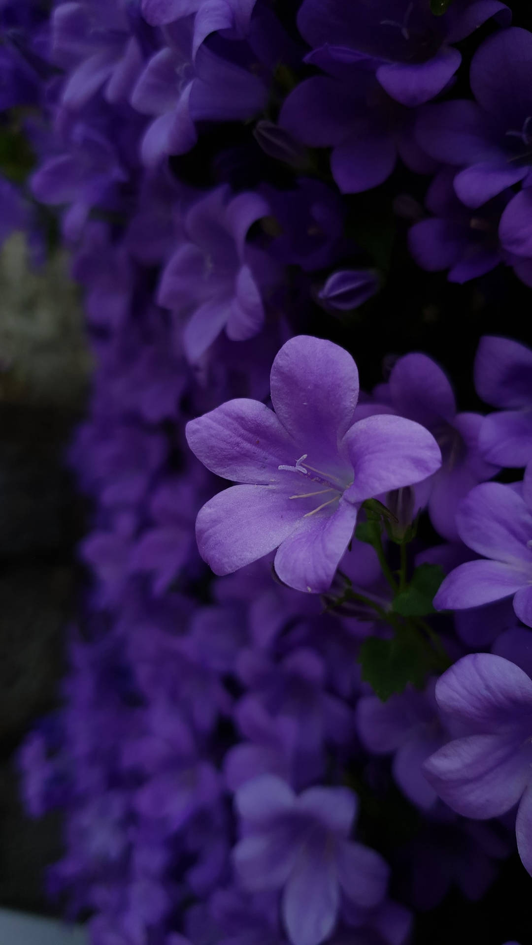 Purple Bellflowers Blooming Iphone Wallpaper