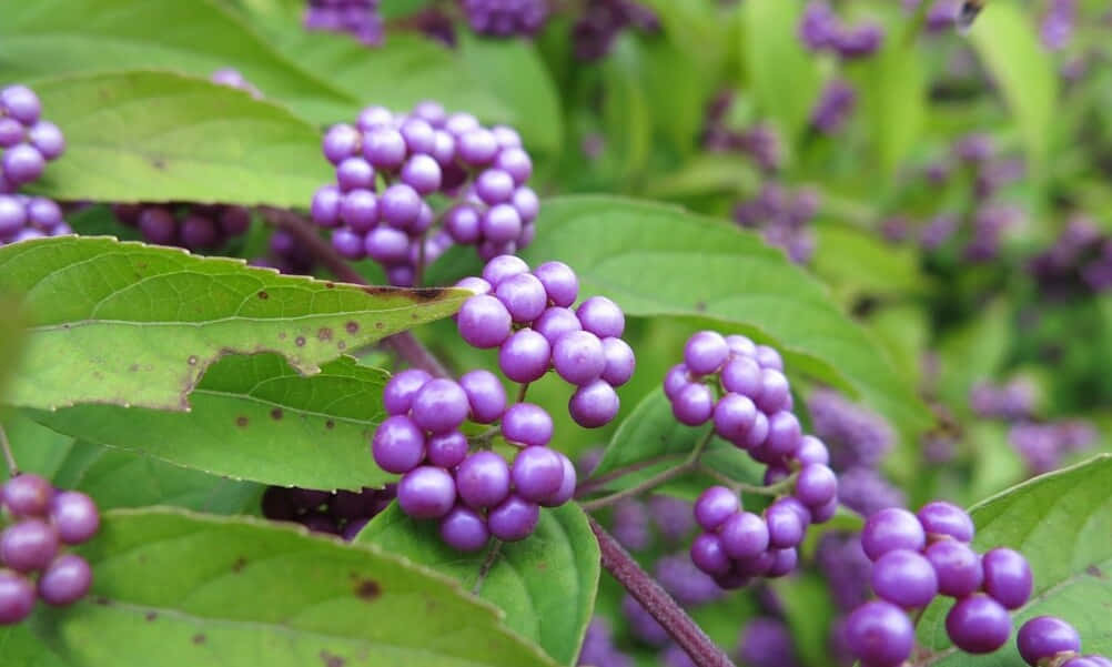 Refreshing and sweet Purple Berries Wallpaper