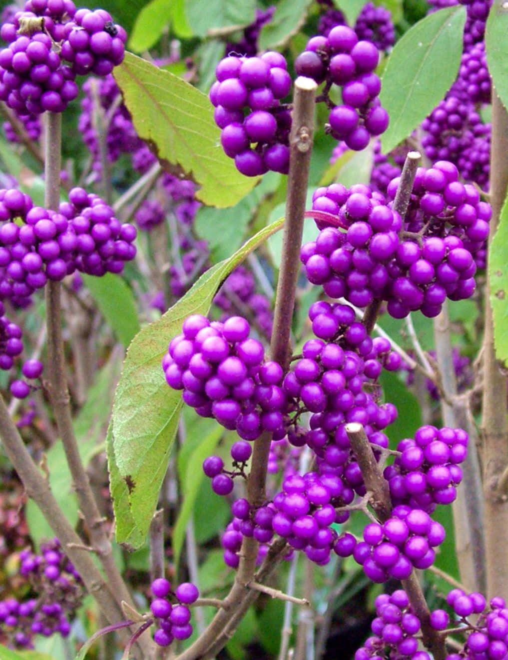 A Bowl of Delicious Purple Berries Wallpaper