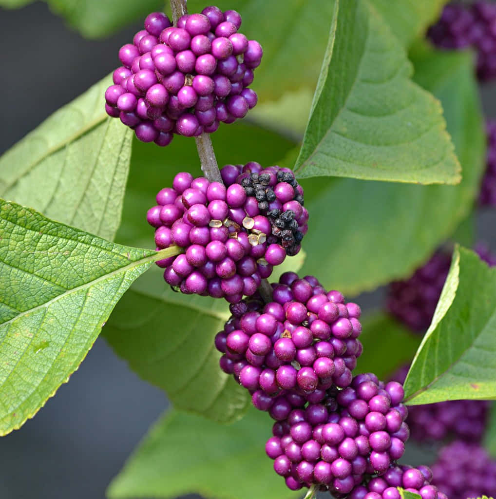 Fresh, juicy purple berries with a splash of sunshine. Wallpaper