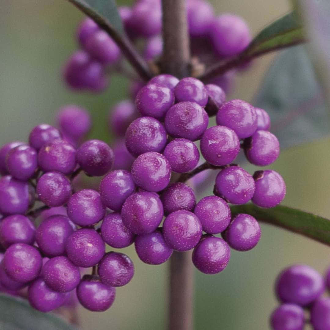 Enjoy the sweet and juicy taste of delicious purple berries. Wallpaper