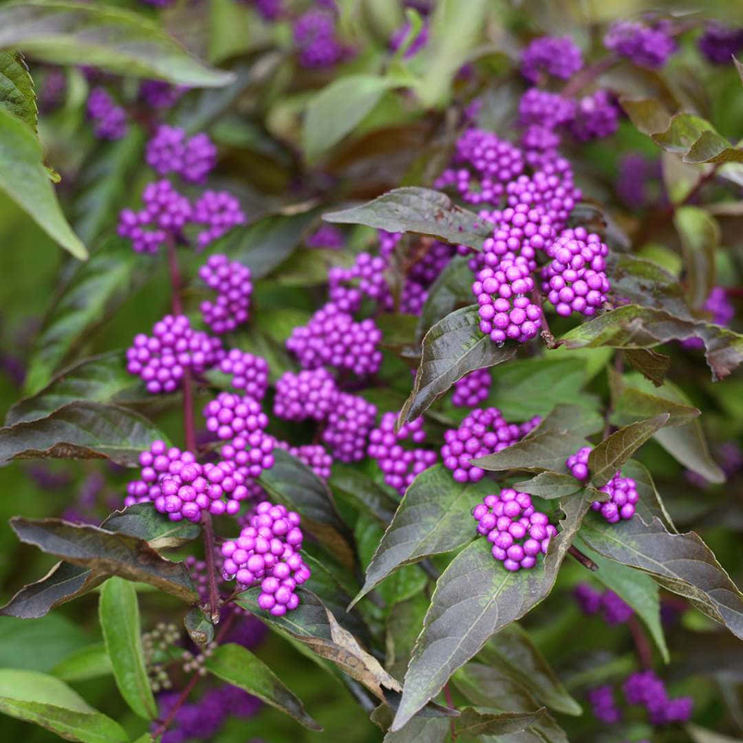 Enjoy the vibrant purple natural goodness of purple berries Wallpaper