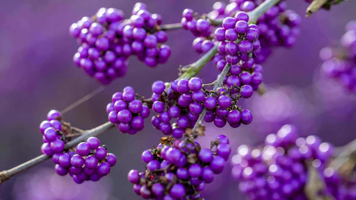 Enjoy the sweet taste of Purple Berries Wallpaper