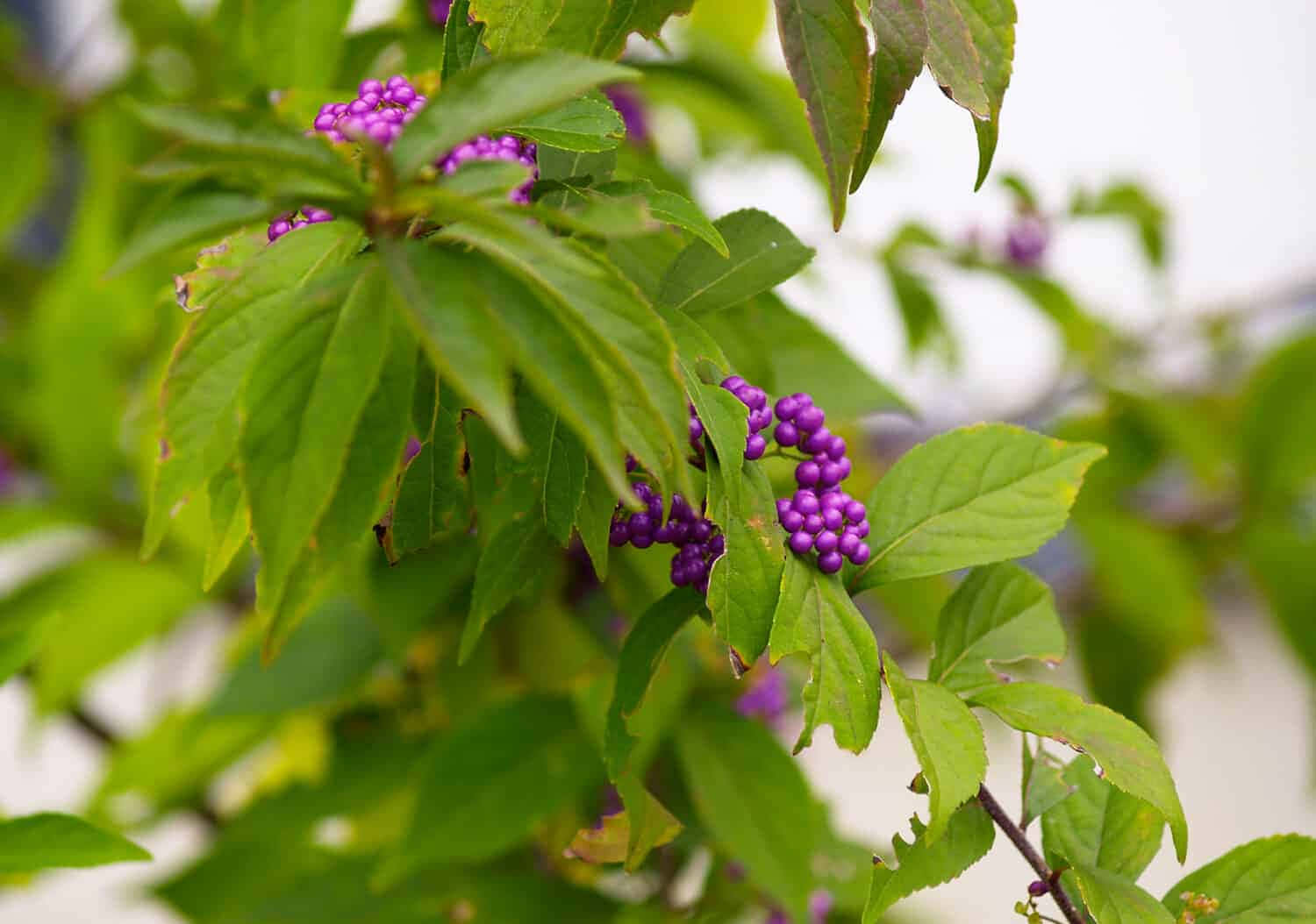 Enjoy the delicious taste and health benefits of purple berries Wallpaper