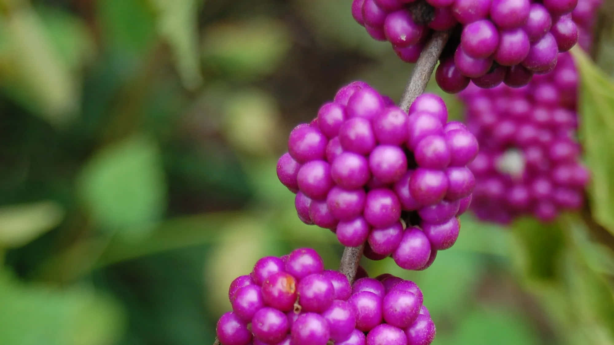 Enjoy a handful of plump, juicy purple berries Wallpaper