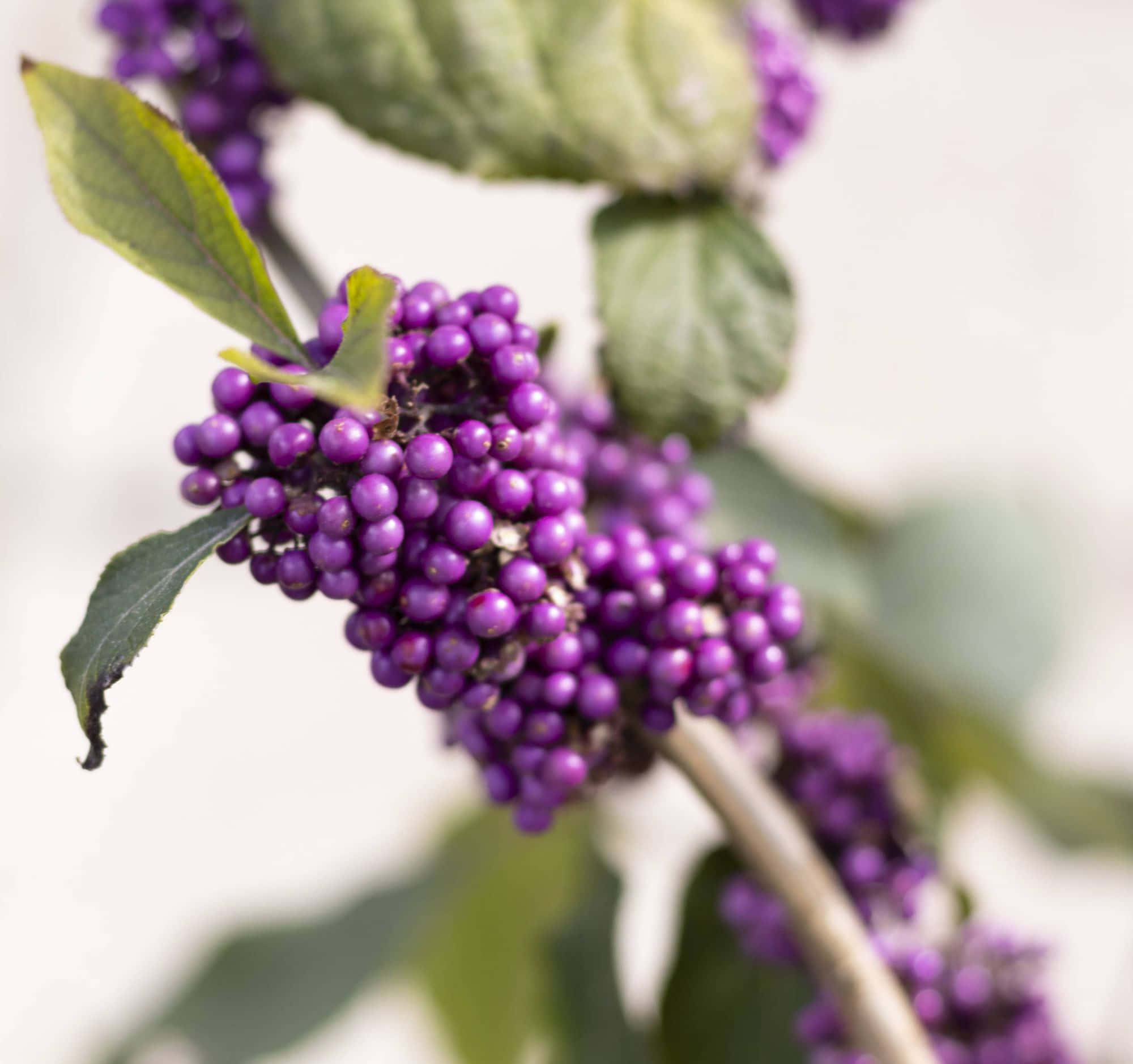 Multiple ripe purple berries on a bush Wallpaper