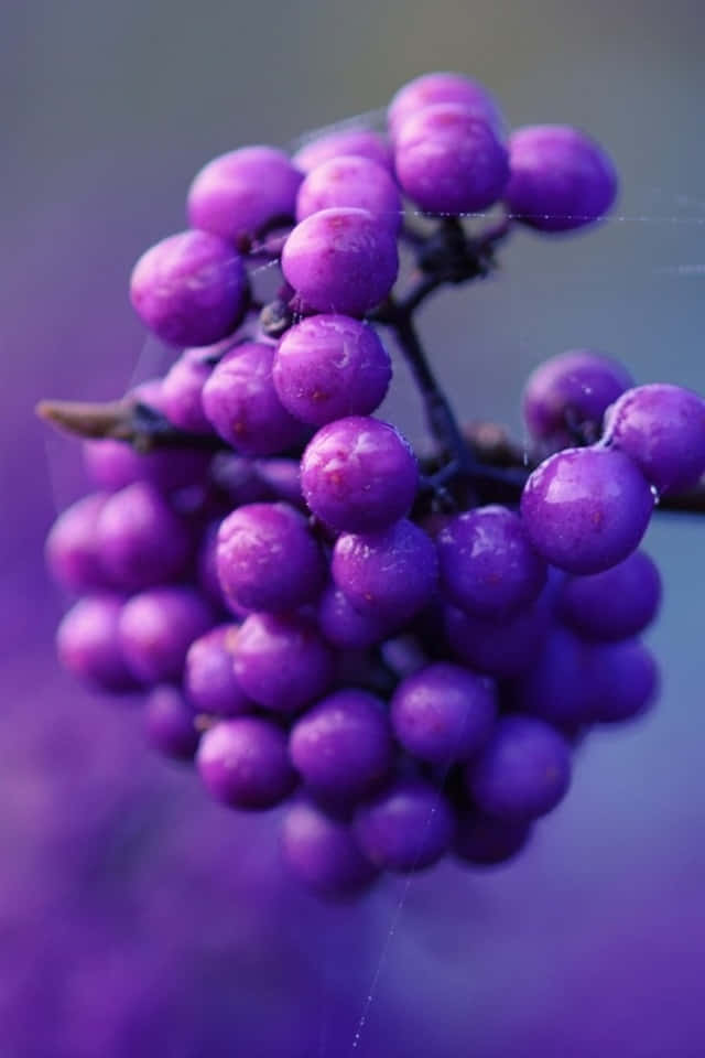 Vibrant Purple Berries Ready to Pick Wallpaper