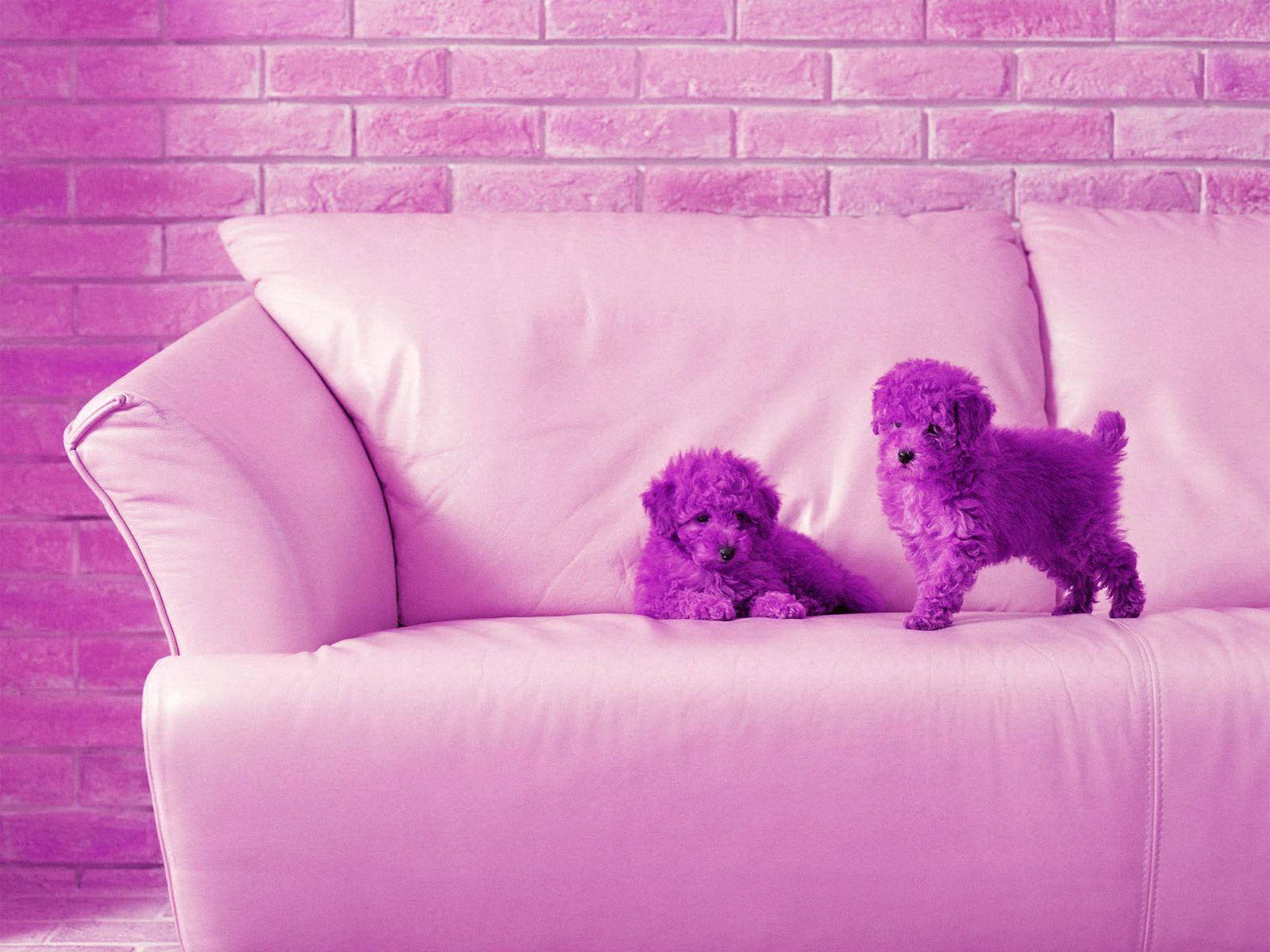 Purple Bichon Puppies Cute Desktop Wallpaper