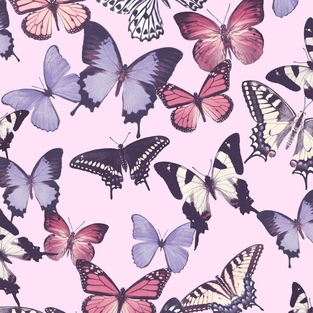 Purple, Black, White, And Cute Pink Butterfly Background Wallpaper