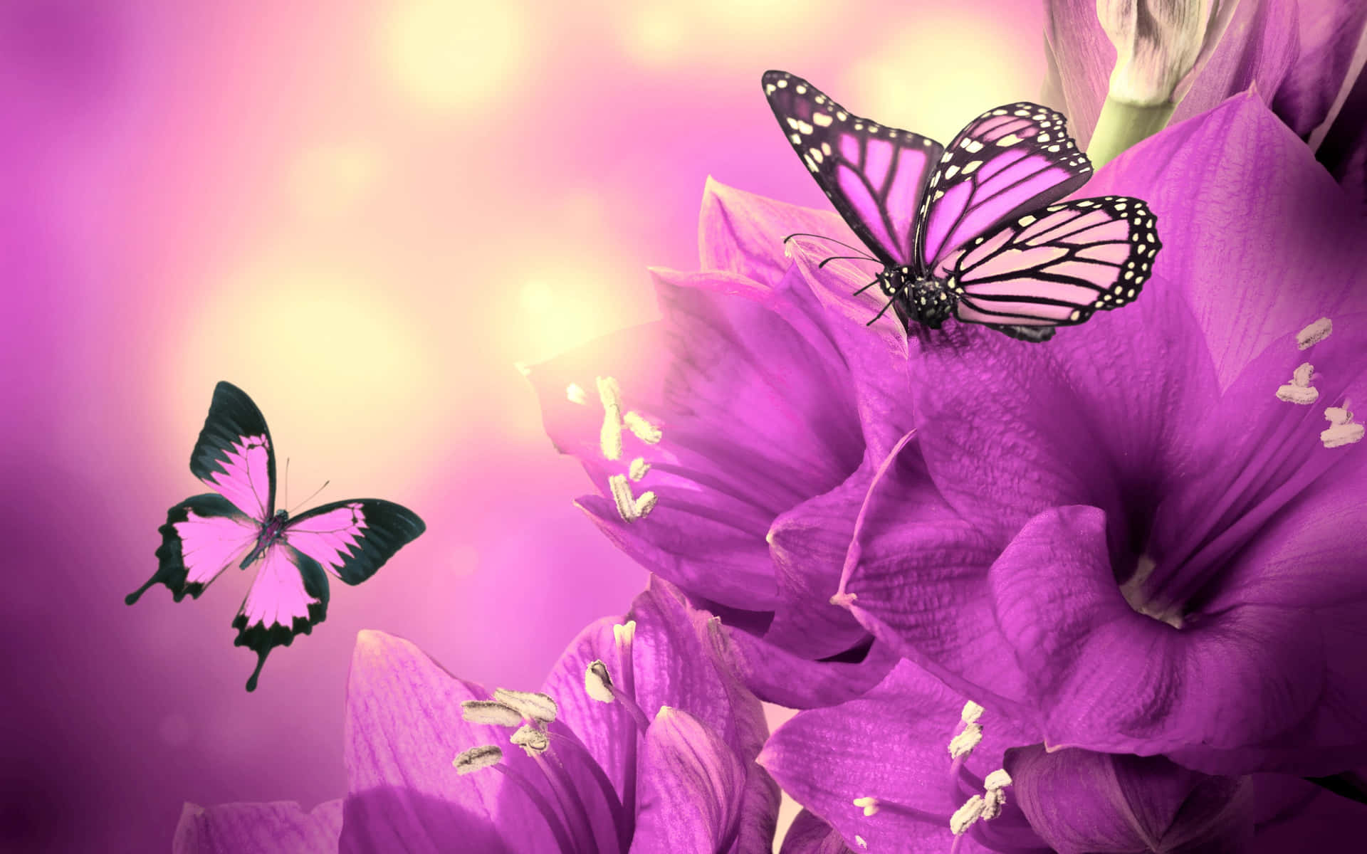 Hintergrundmit Lila Schmetterlingen.