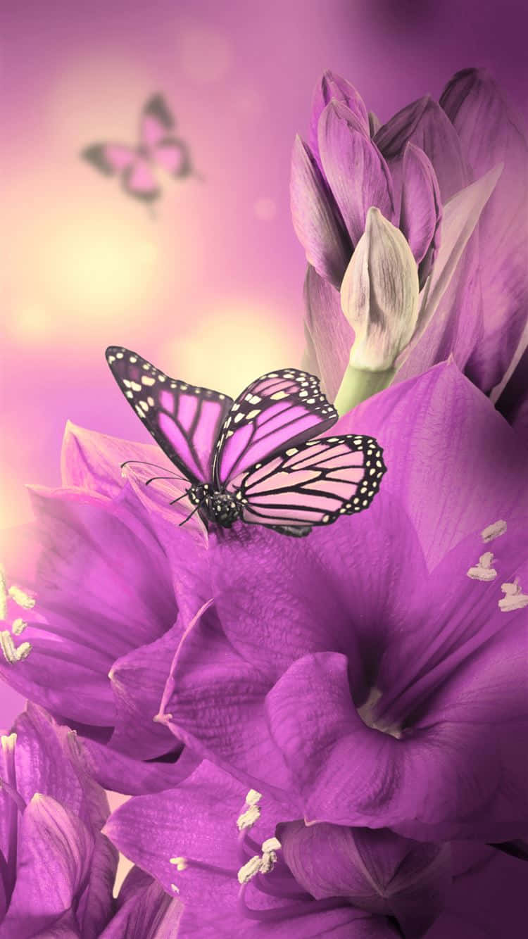 Einelila Blume Mit Einem Schmetterling Darauf. Wallpaper