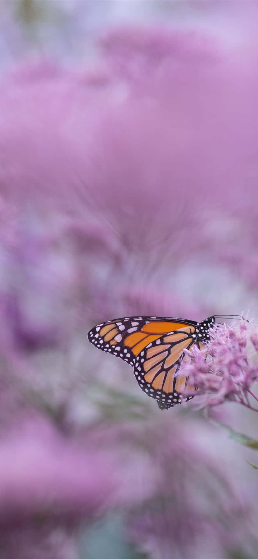 Monarch Butterfly On Purple Flowers Wallpaper