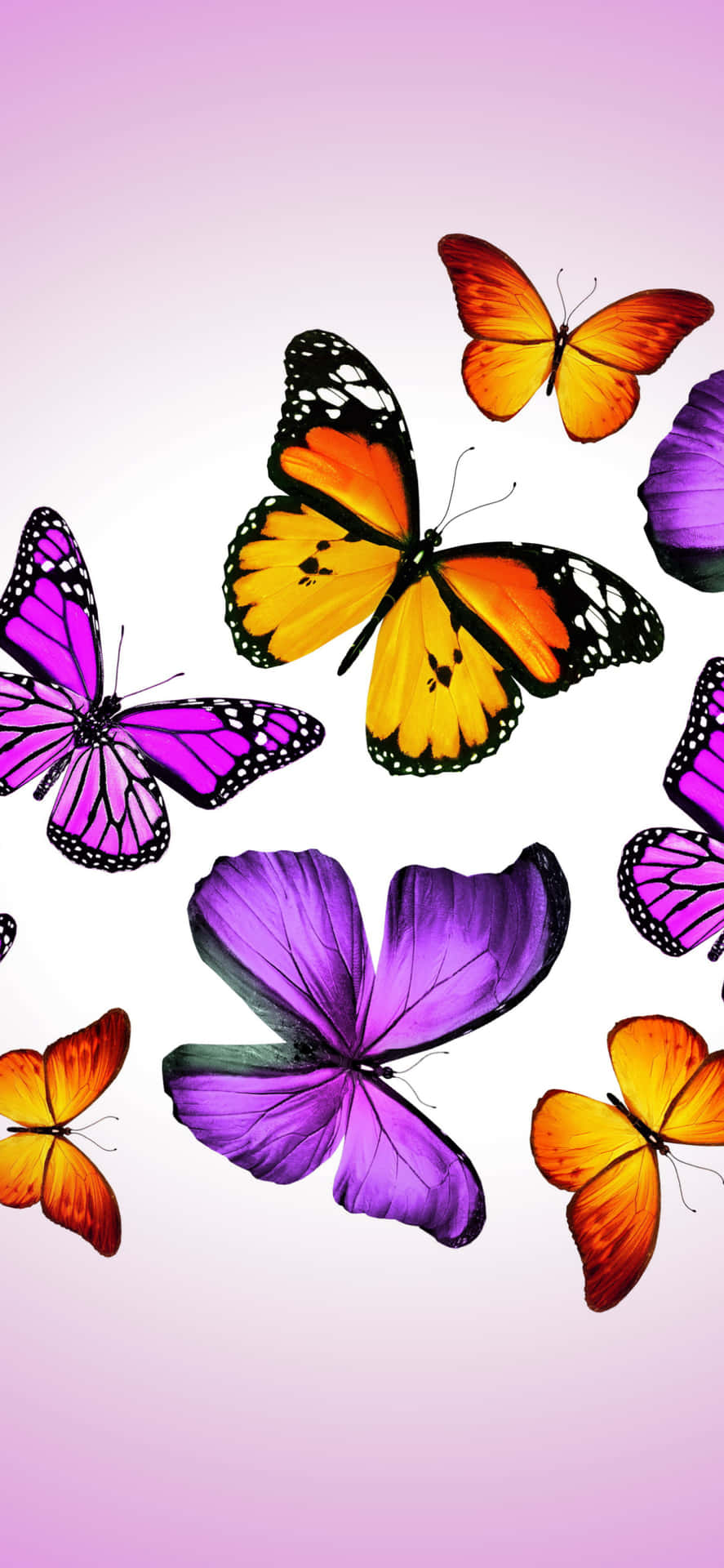 "The perfect compliment to your style - the Purple Butterfly iPhone" Wallpaper