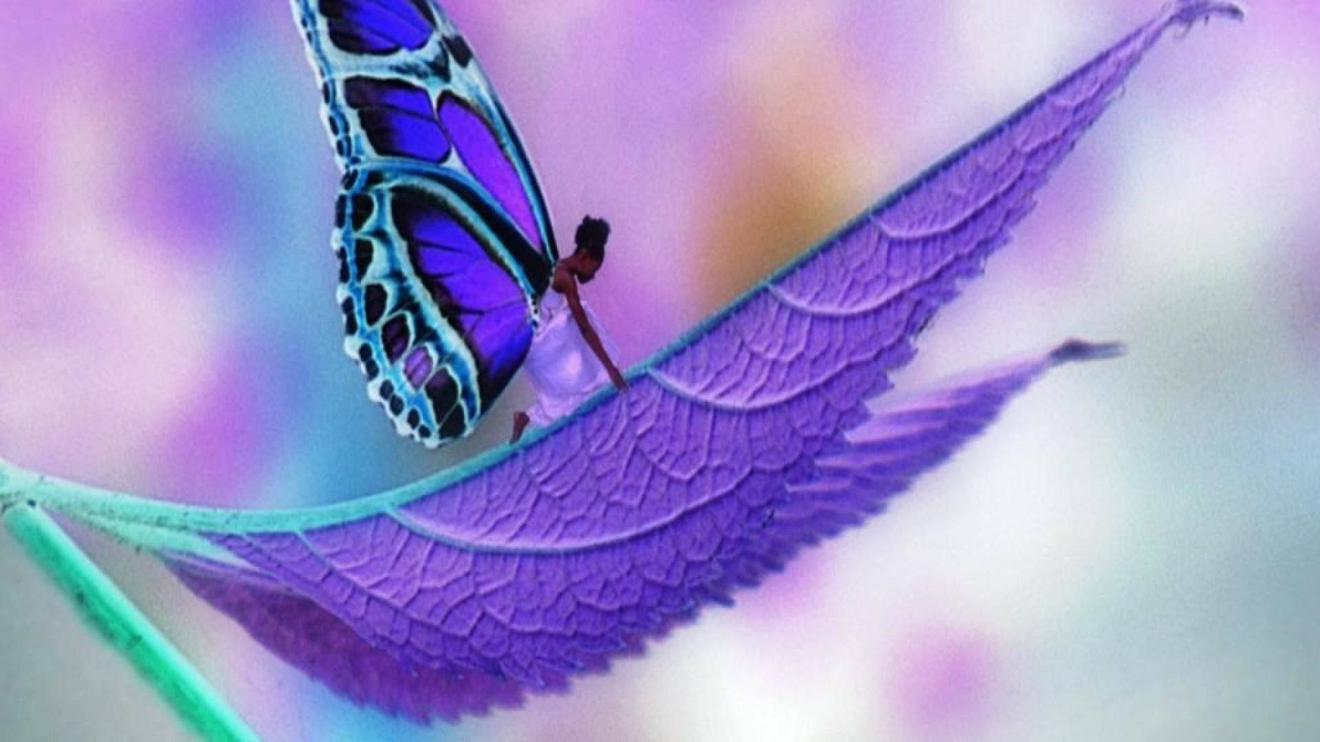 Purple Butterfly On Leaf Close Up Wallpaper