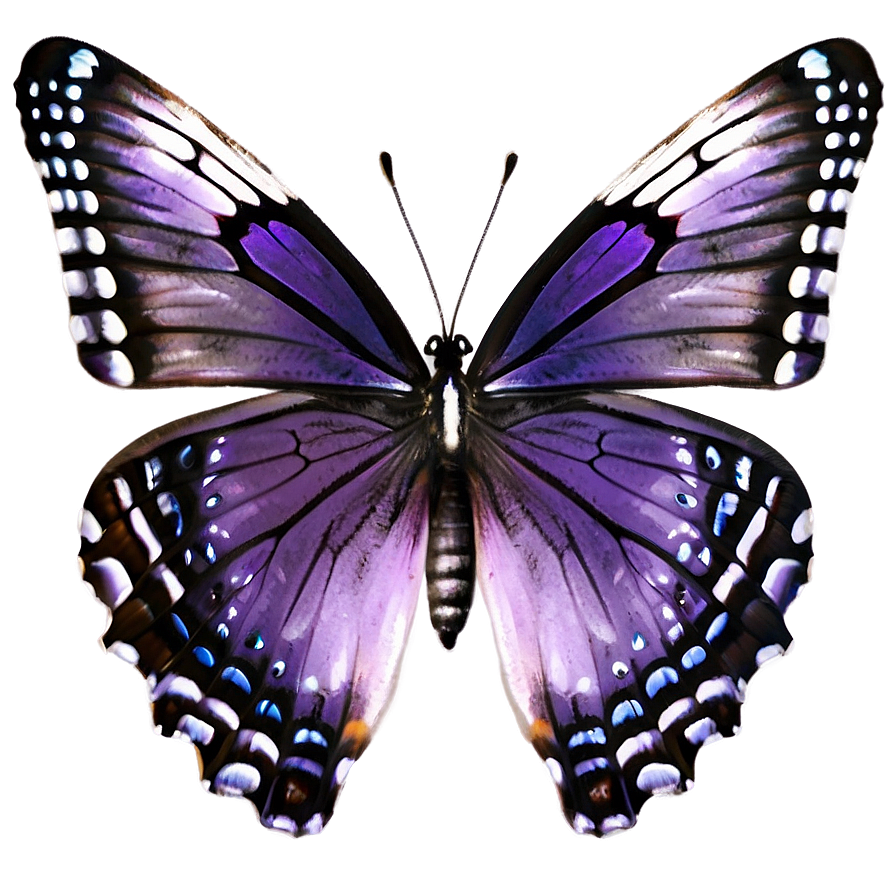 Purple Butterfly Png Afv76 PNG