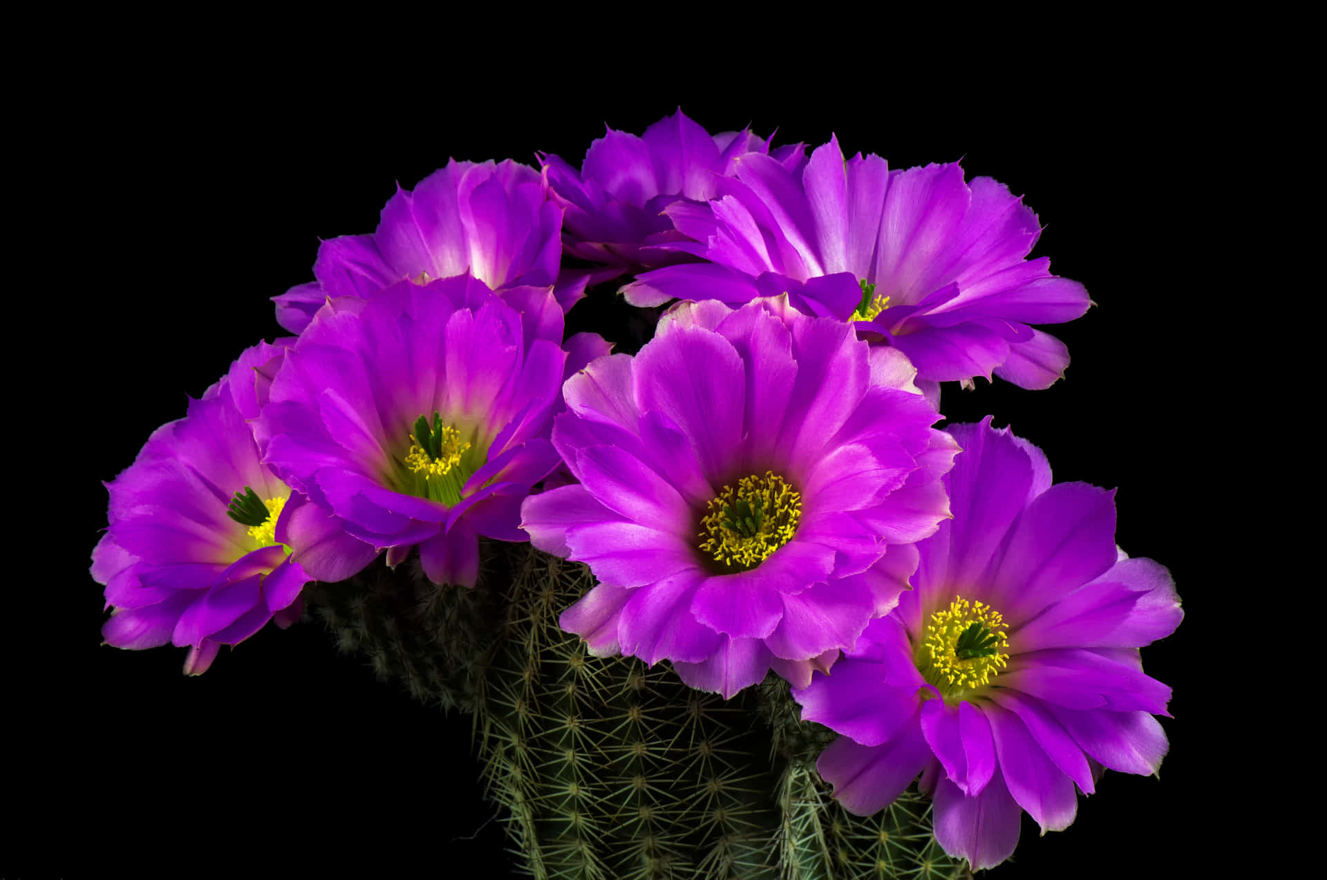 Purple Cactus Flower Wallpaper