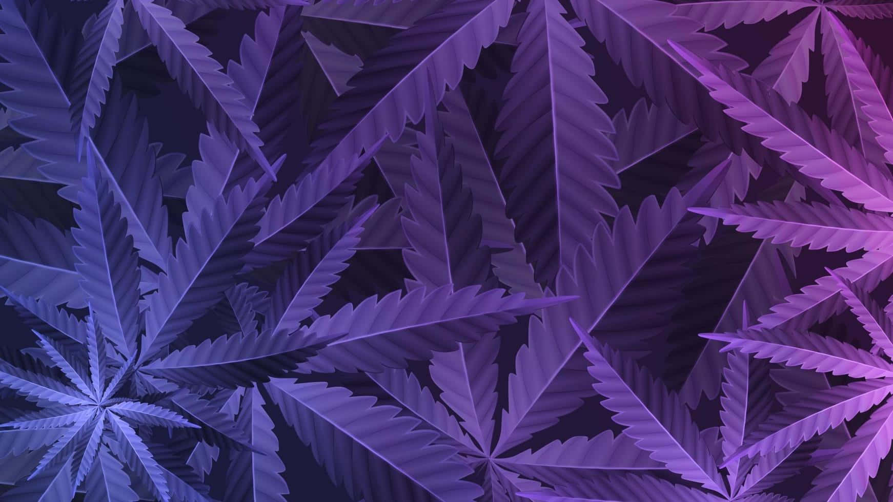 Purple Cannabis Leaf Wallpaper