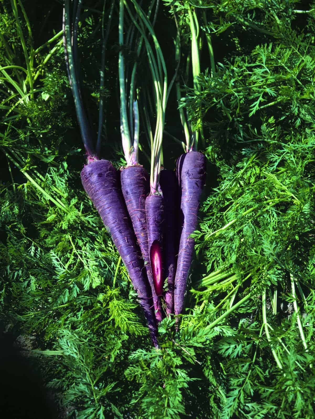 Image  “Purple Carrots Make a Healthy and Colourful Choice” Wallpaper
