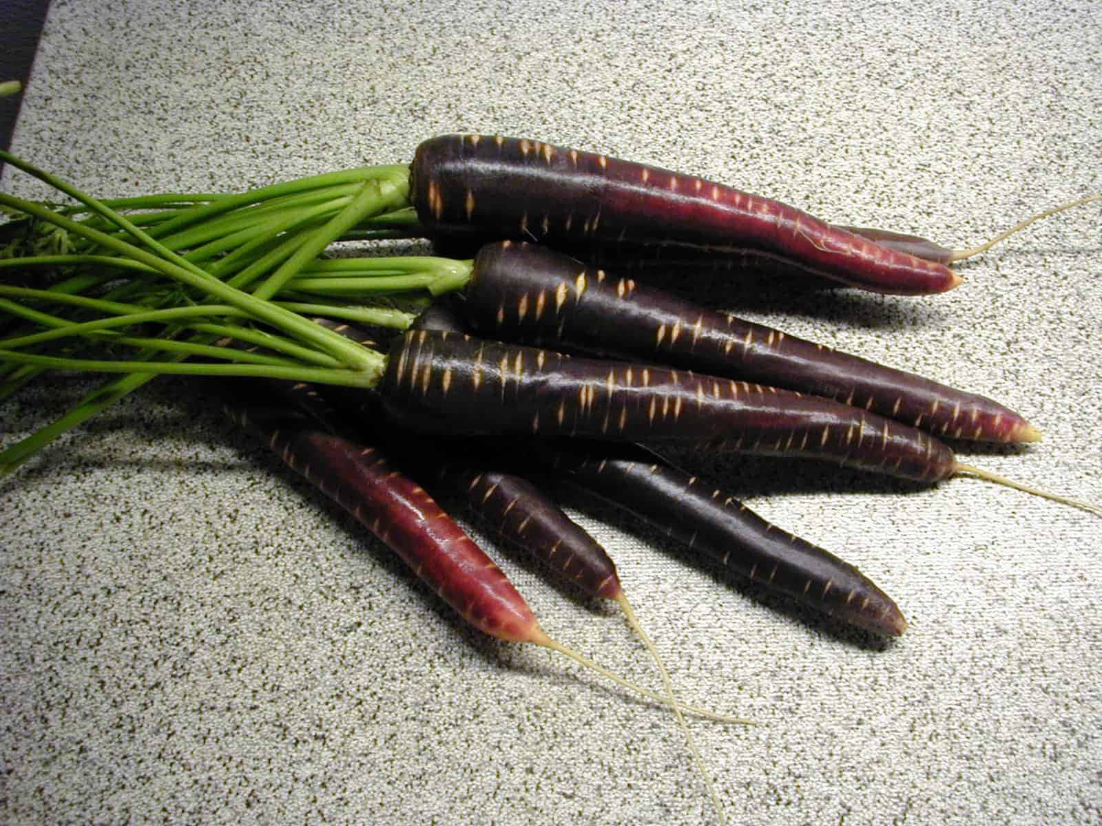 Freshly Harvested Purple Carrots Wallpaper