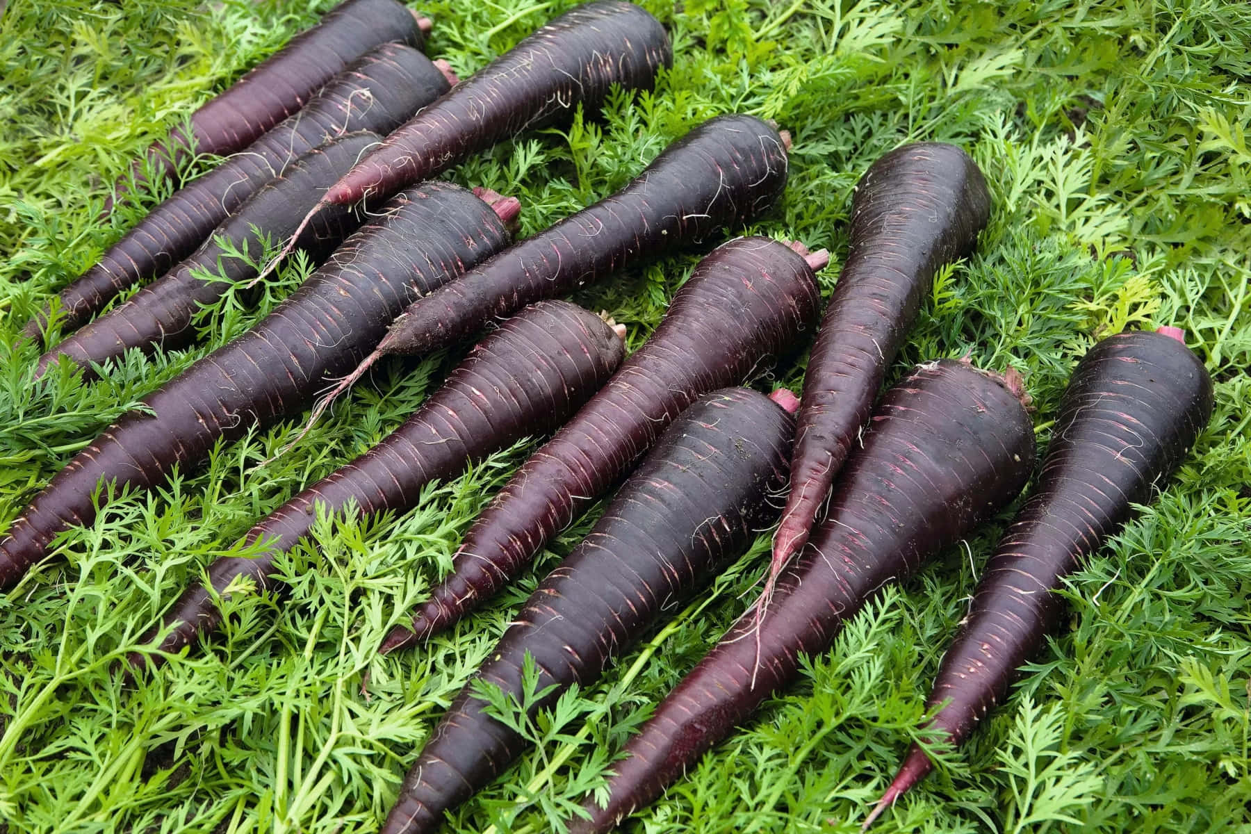 Enjoy the nutritional benefits of purple carrots with every bite Wallpaper