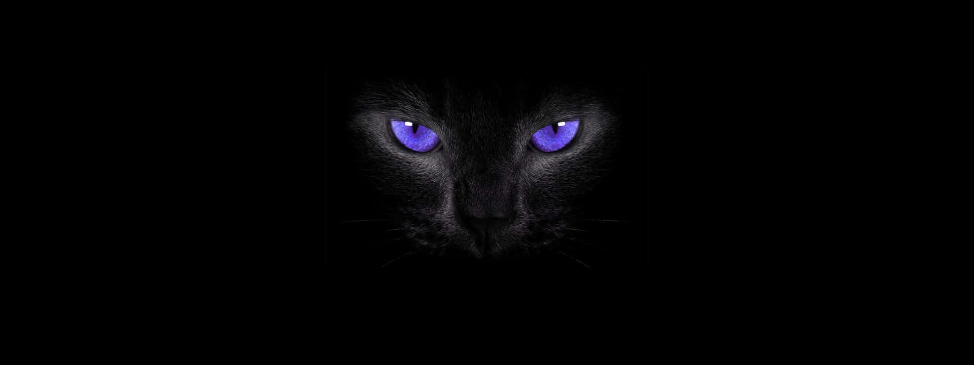 Purple Cat Eyes Black Cat Background