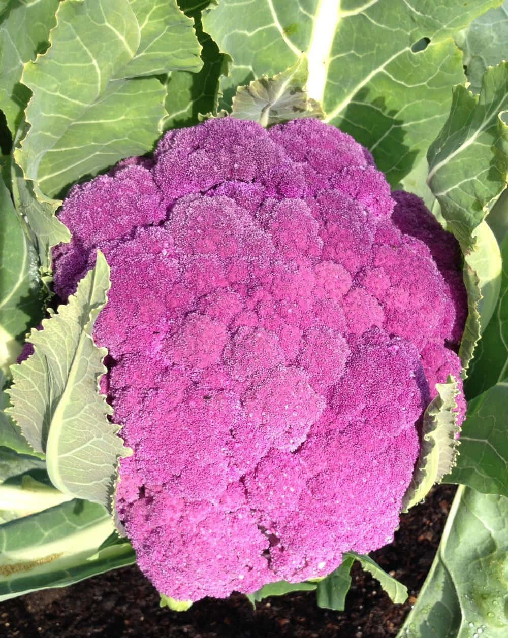 Enjoy the All-Natural Color of Purple Cauliflower Wallpaper