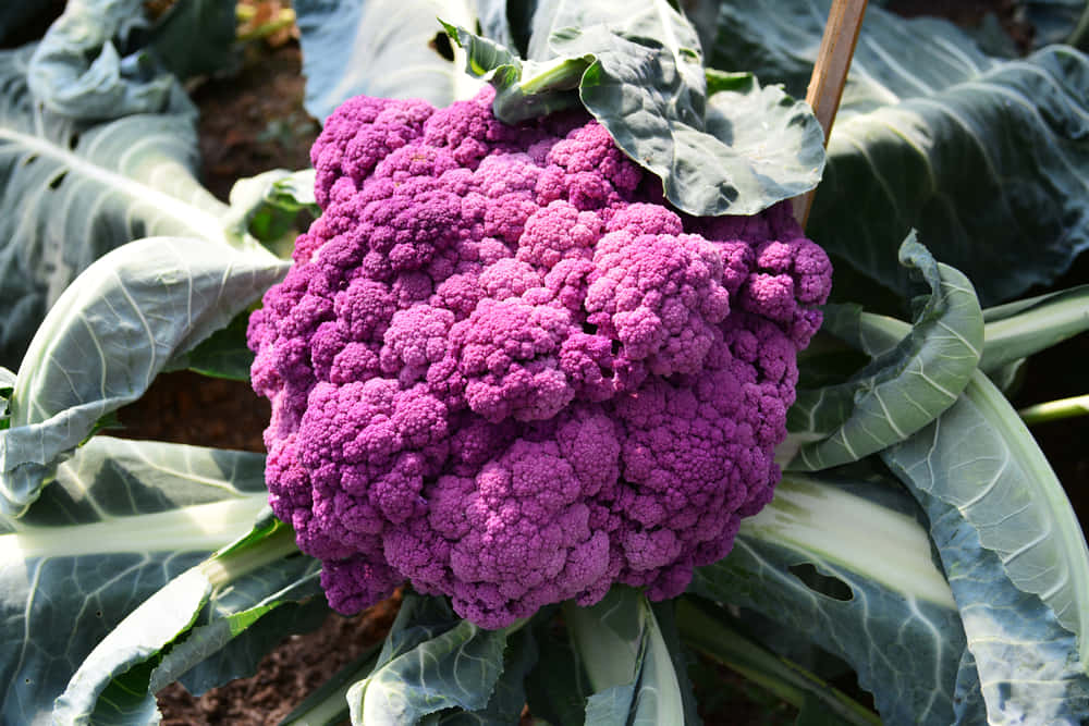 A bright purple cauliflower head. Wallpaper
