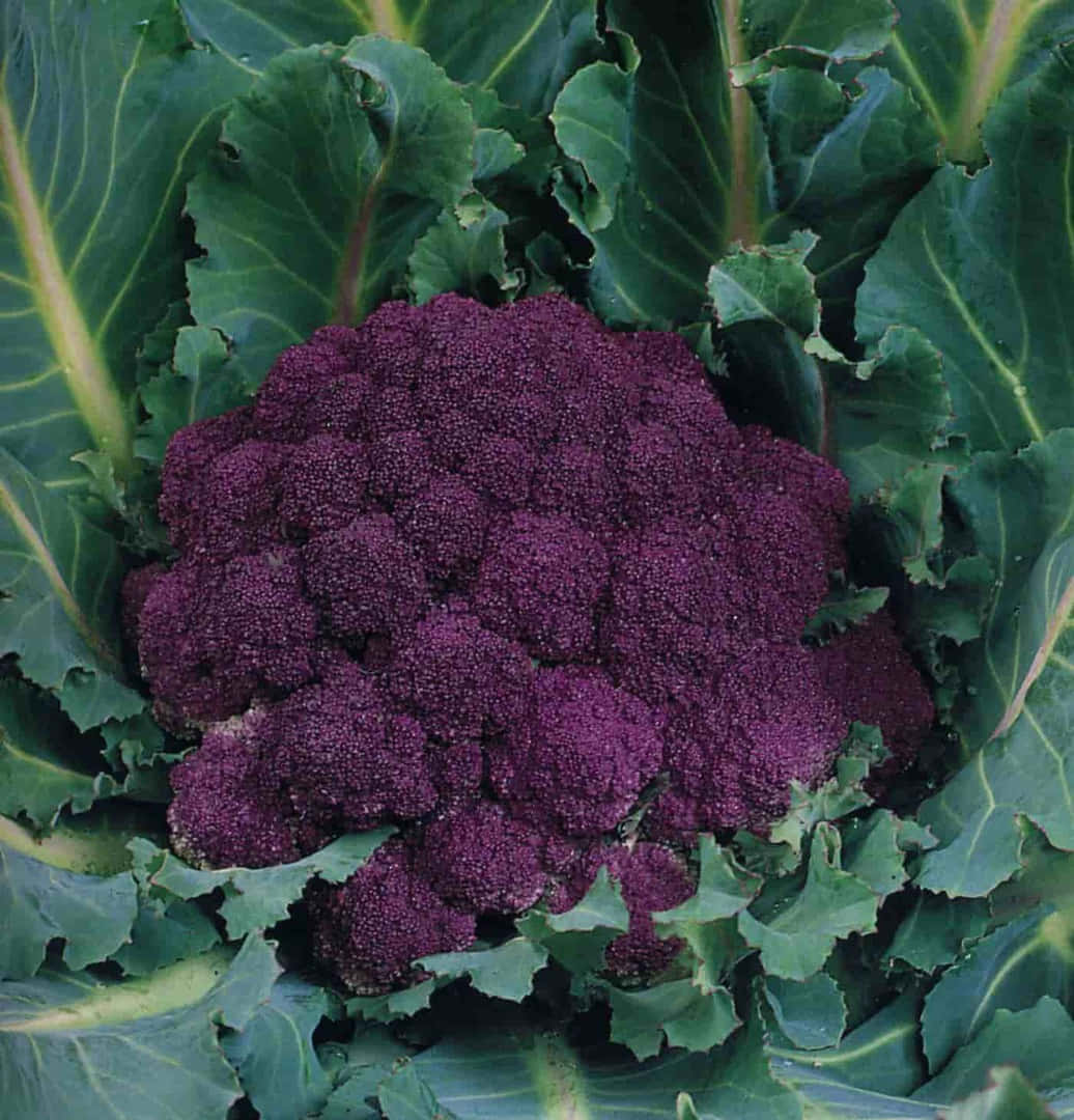_ Fresh purple cauliflower on wooden surface with kitchen items in the background._ Wallpaper
