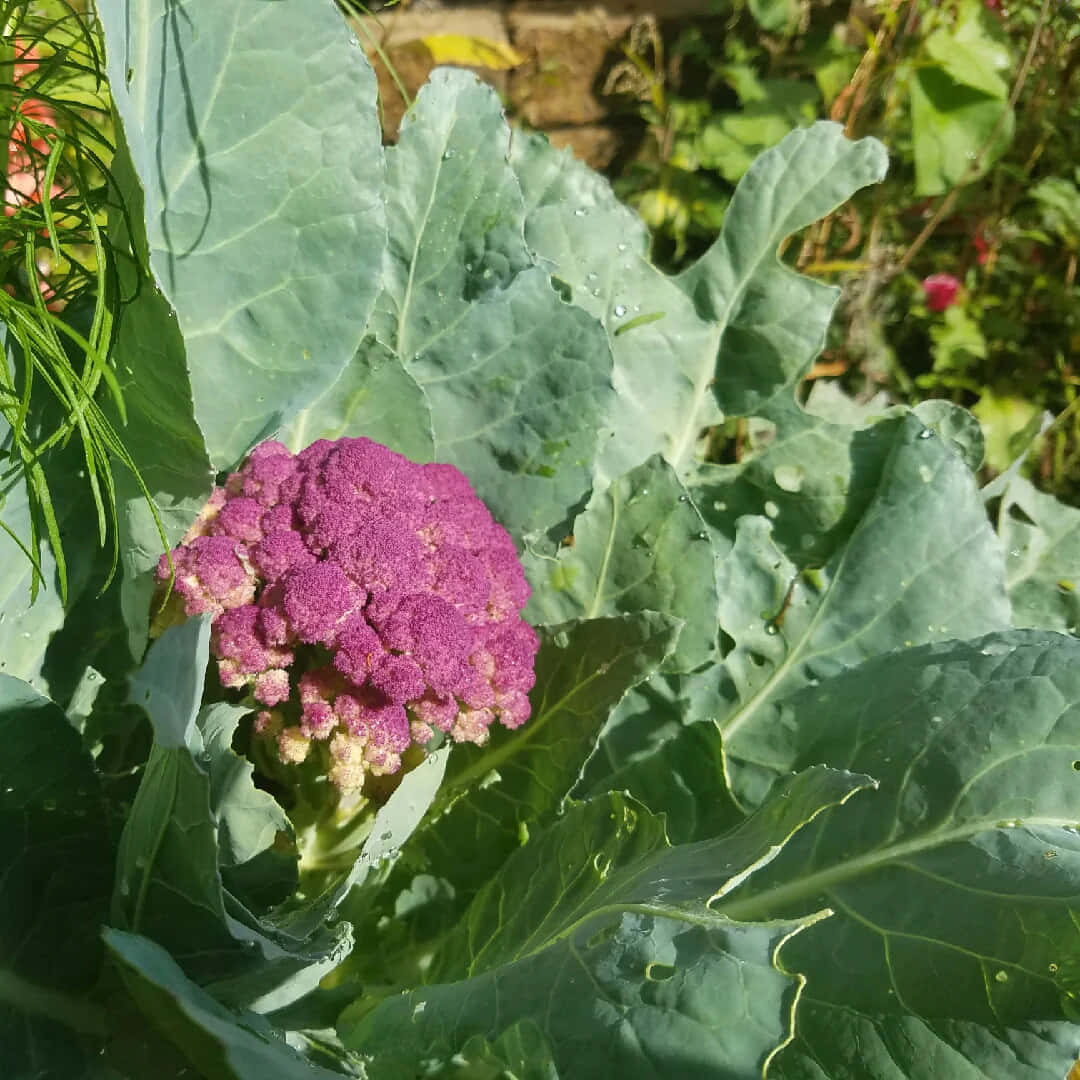 The vibrant purple cauliflower adds color to any meal Wallpaper