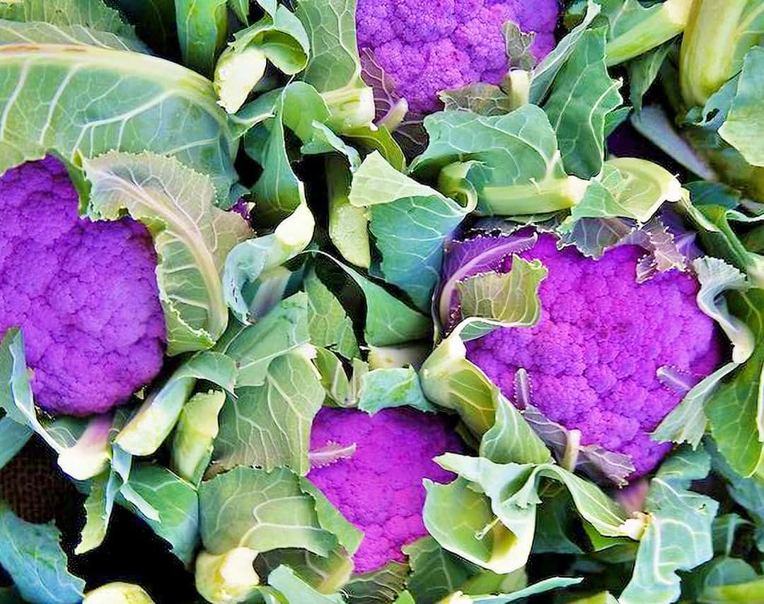 A brightly-colored Purple Cauliflower Wallpaper