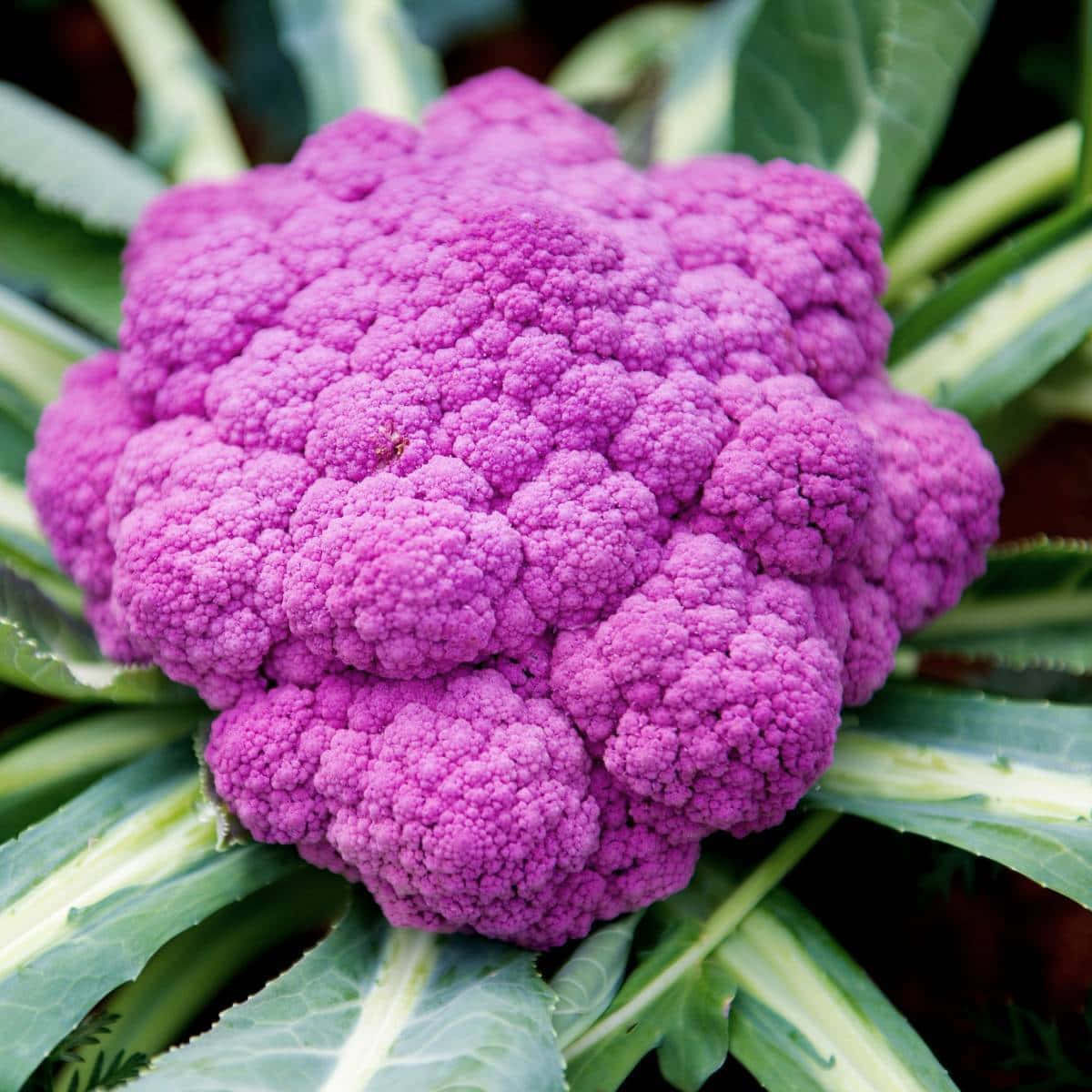 A close-up of a bright and vibrant purple cauliflower Wallpaper