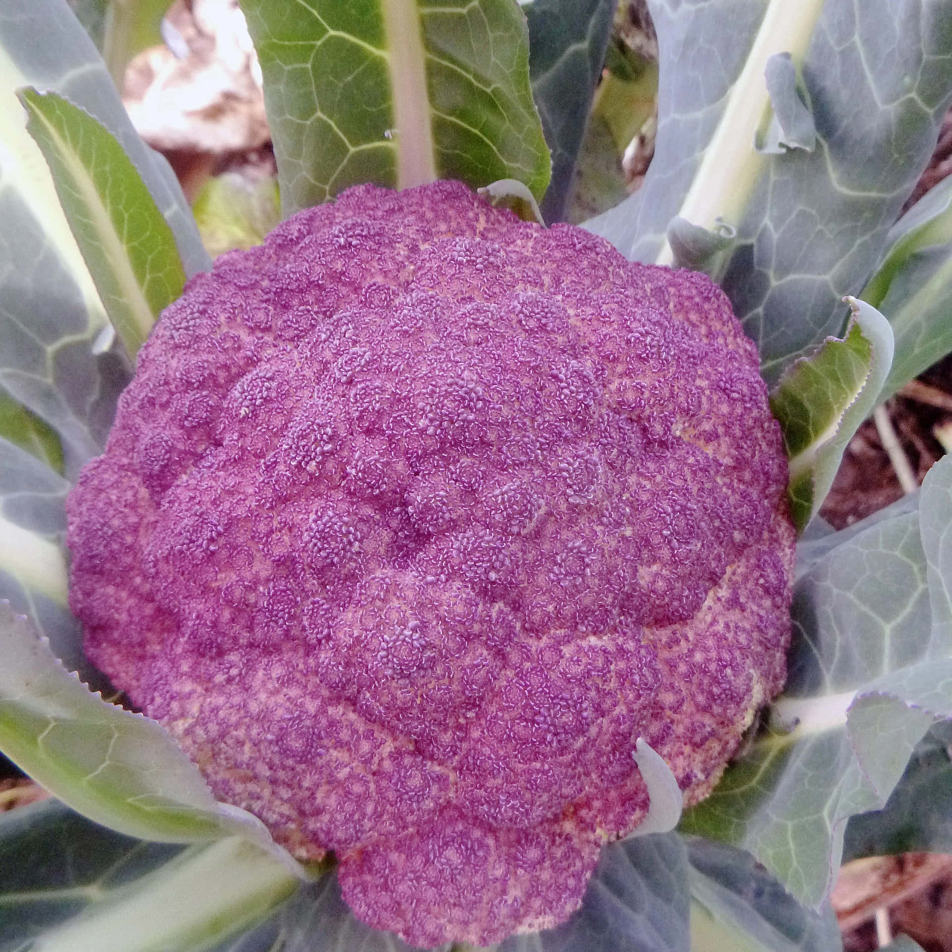 Vibrant and Healthy Purple Cauliflower Wallpaper