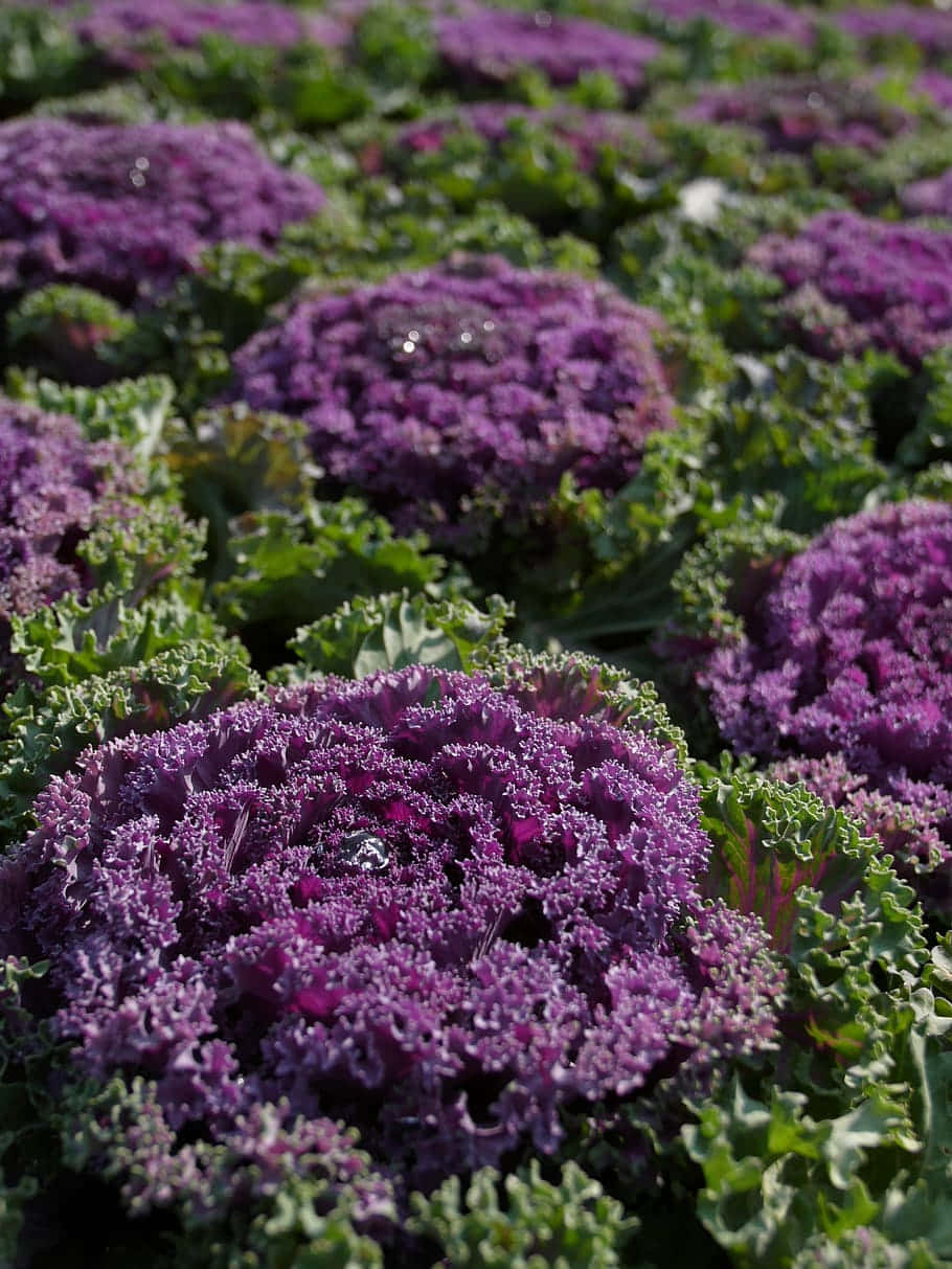 Bright, vibrant Purple Cauliflower Wallpaper