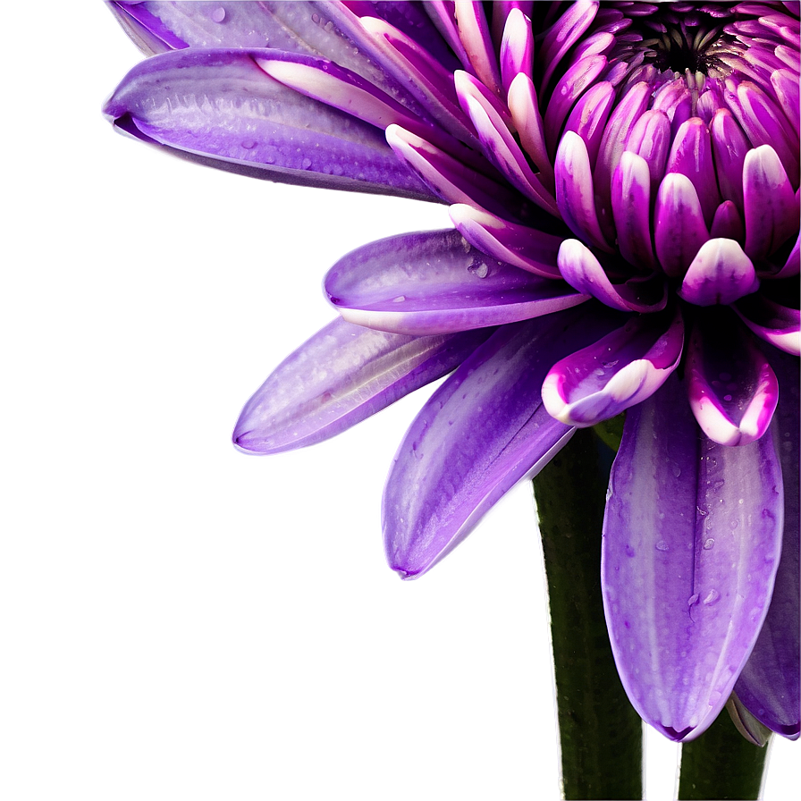 Purple Chrysanthemum Detail Png Xmr25 PNG