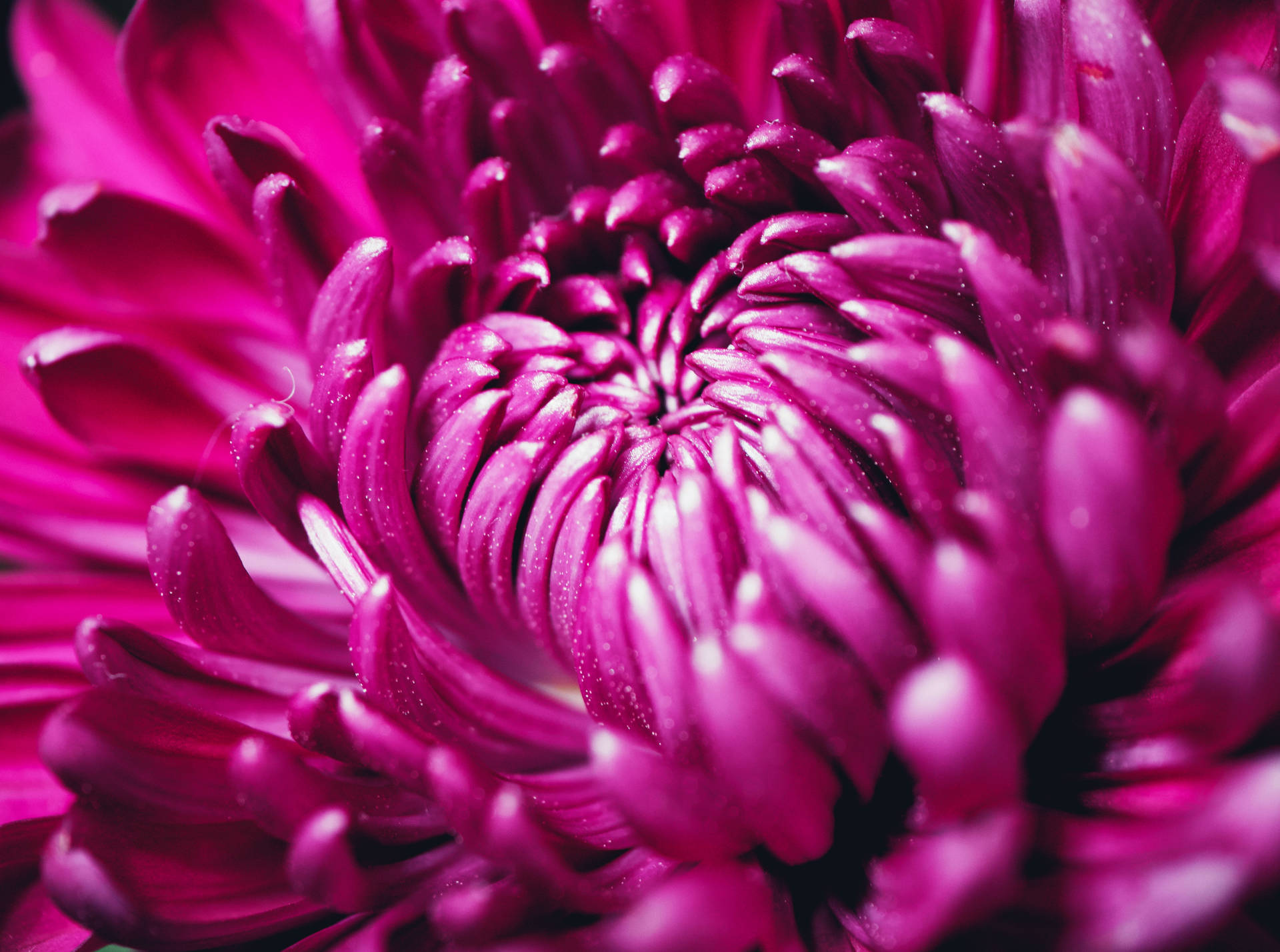 Purple Chrysanthemum Petals Macro Wallpaper