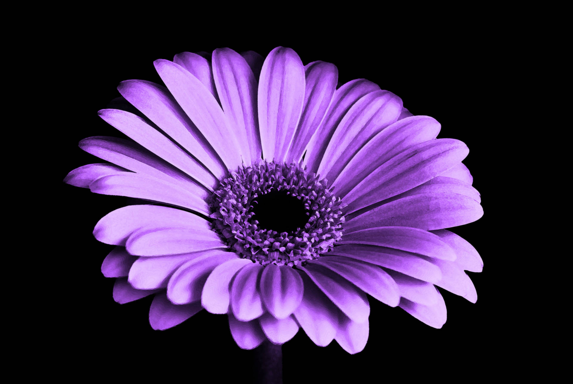 Purple Chrysanthemum Shadow Wallpaper