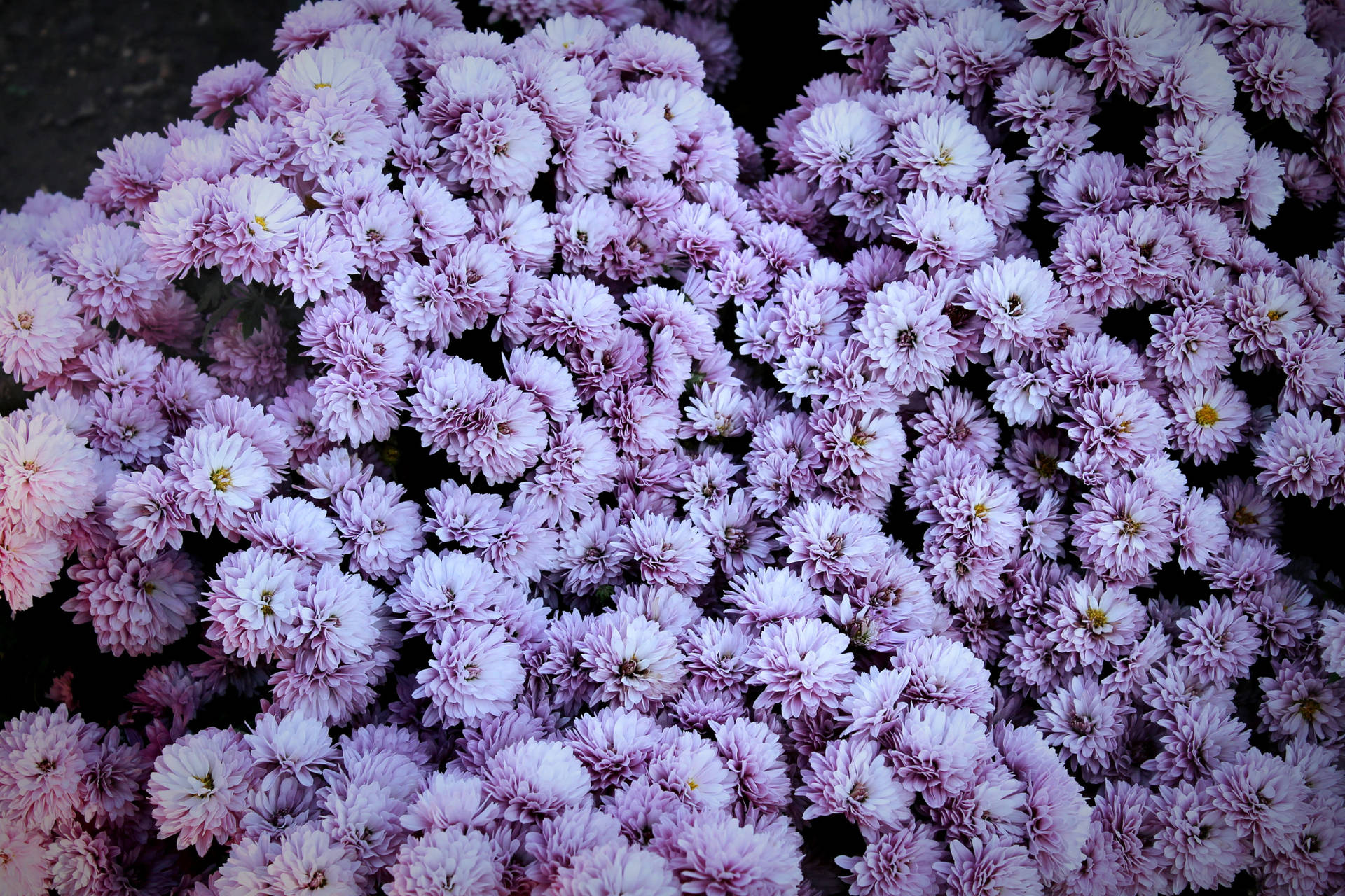 Floresde Crisantemo Púrpura En Primavera. Fondo de pantalla