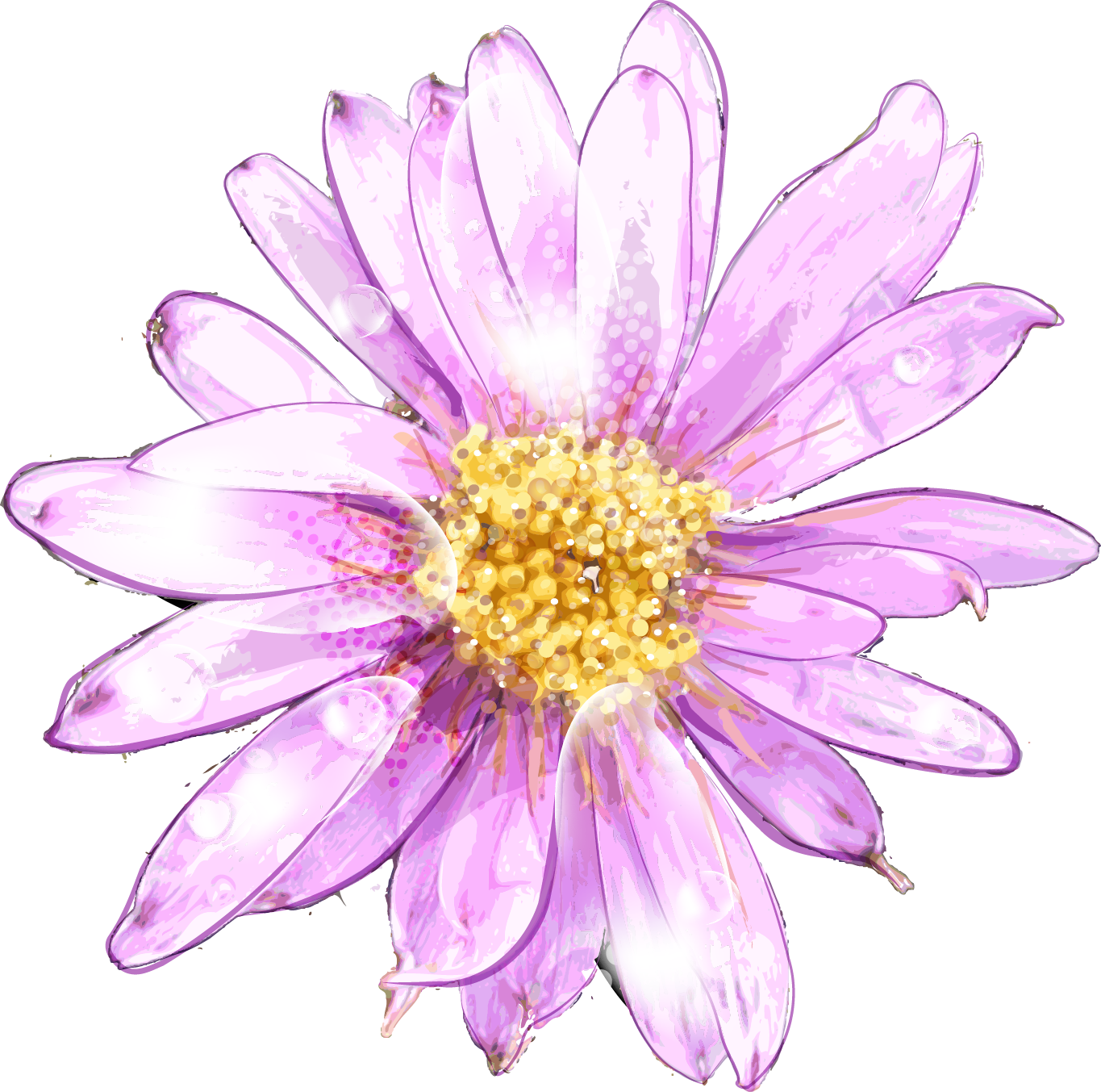 Purple Chrysanthemum Water Droplets PNG