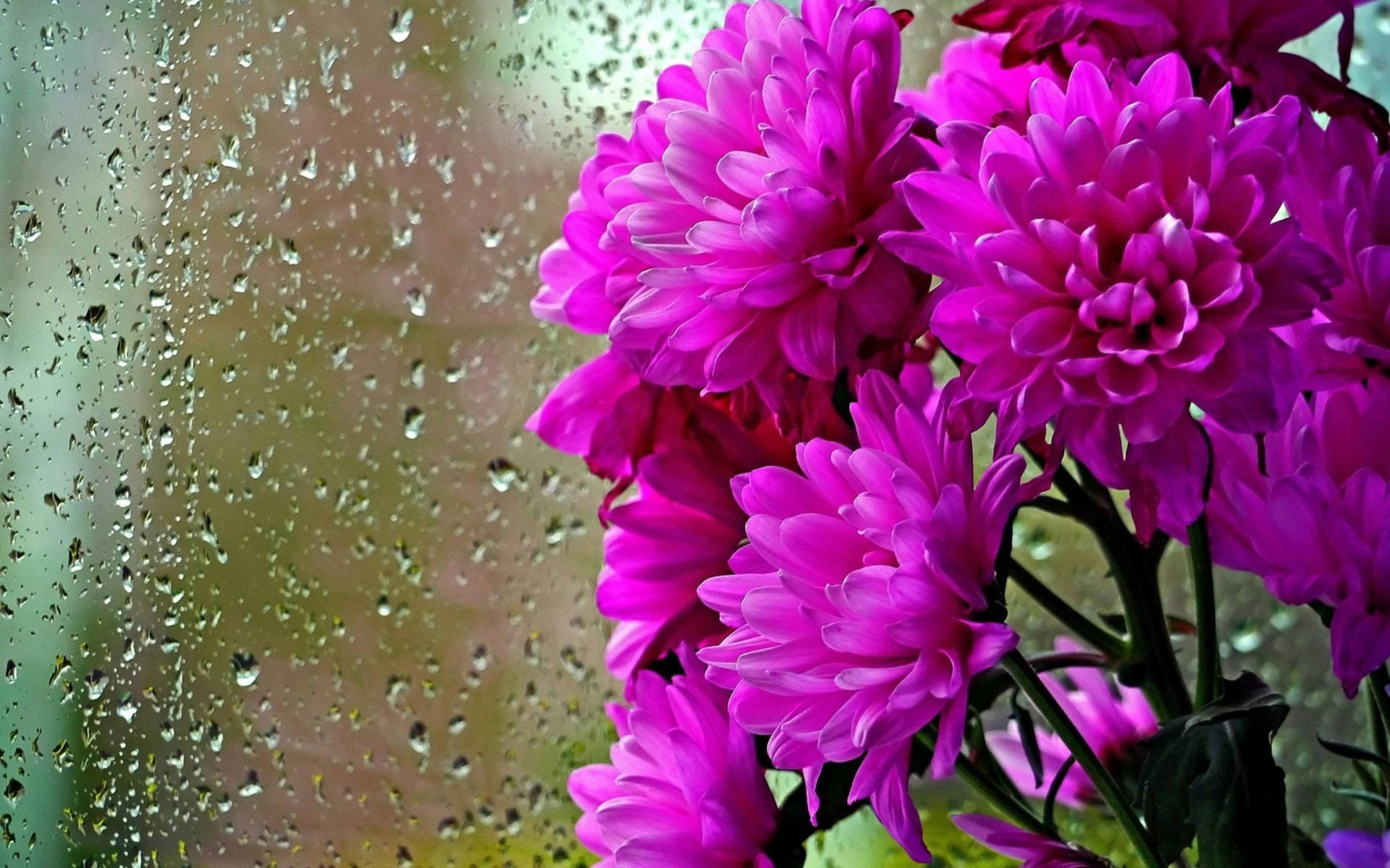 Crisantemi Viola Finestra Di Vetro Sfondo