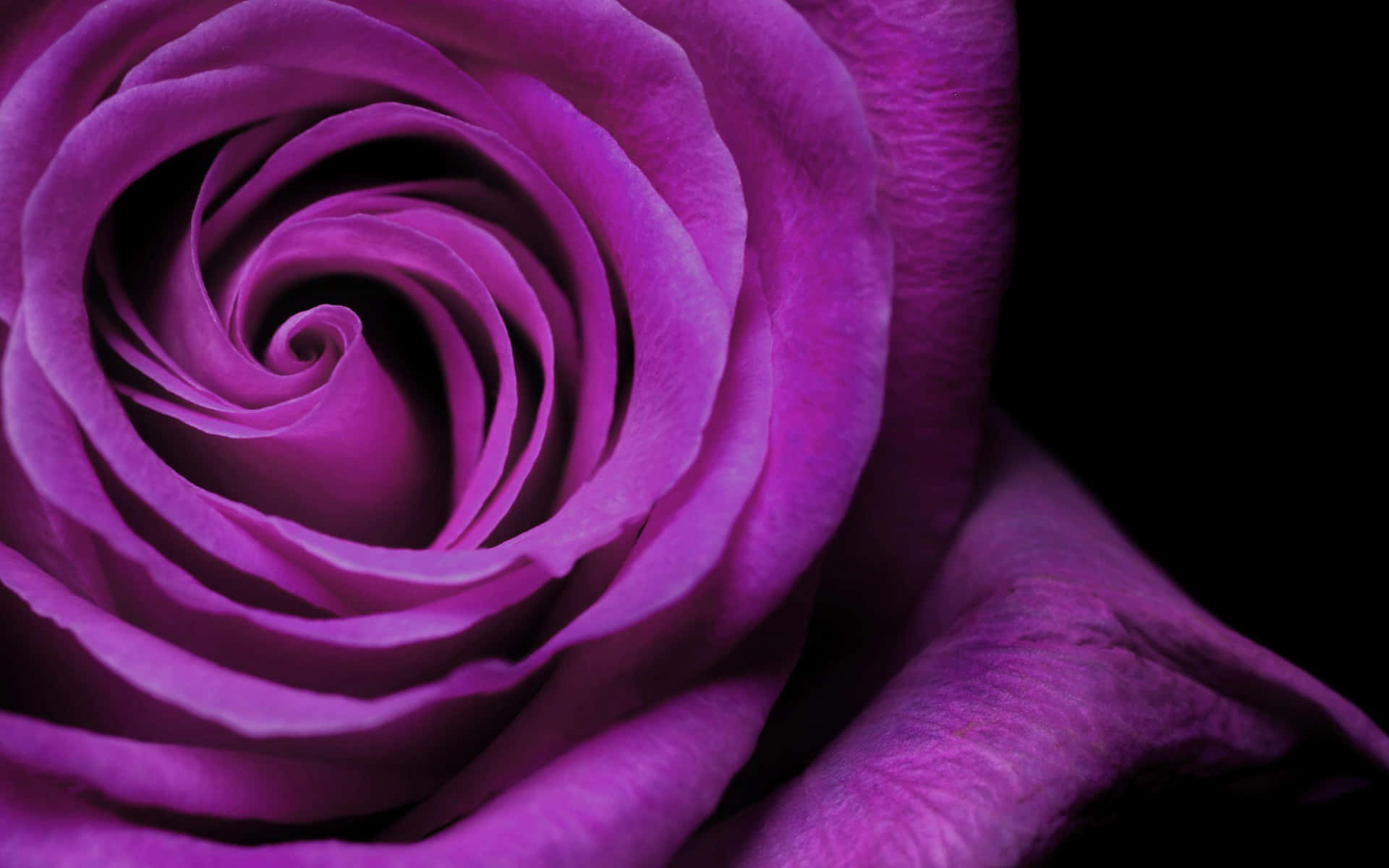 Colorpúrpura Genial Rosa Realista. Fondo de pantalla